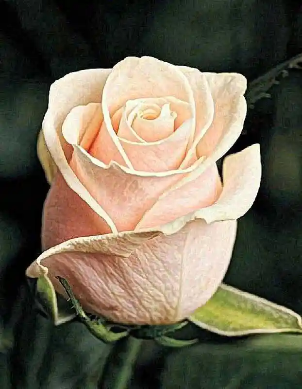 Роза кремовая — роза чайно гибридная