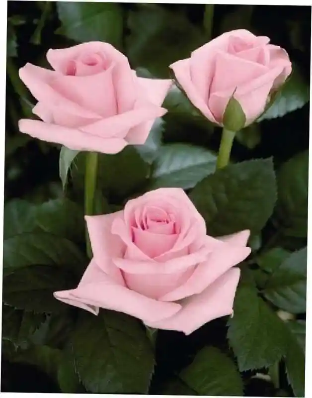 Роза титаник цветок — роза чайно гибридная