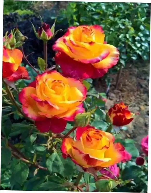 Роза циркус — роза чайно гибридная