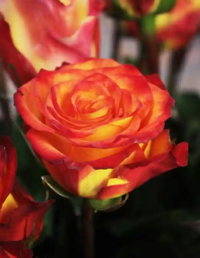 Роза циркус желто оранжевая — роза циркус флорибунда