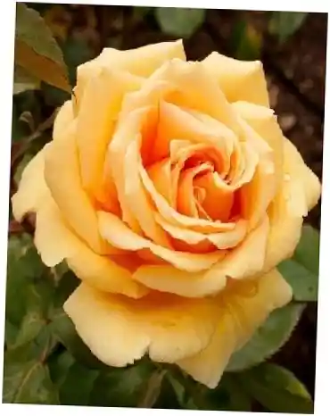 Роза чайно гибридная валенсия — Спрей эприкот гарден роза