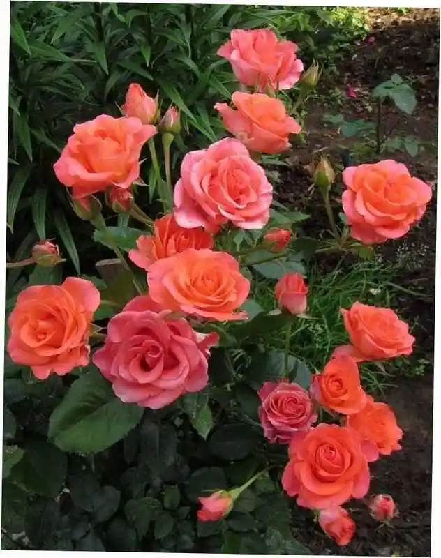 Роза чайно гибридная аваланж — роза оранж