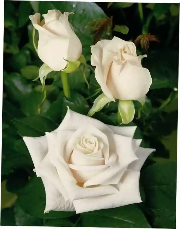 Розы белые — Роза чайно гибридная