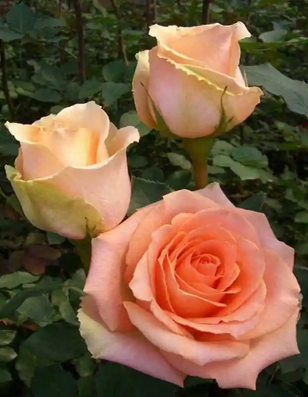 Версилия роза — Роза versilia топалович