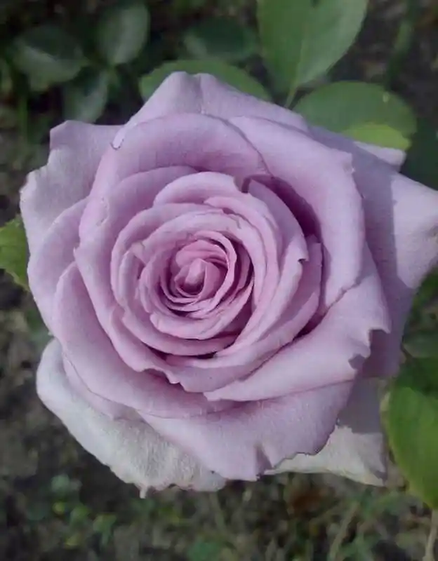 Роза чайно гибридная — роза майнцер фастнахт