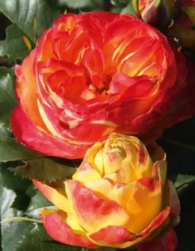 Сорт розы румба — роза вулканика