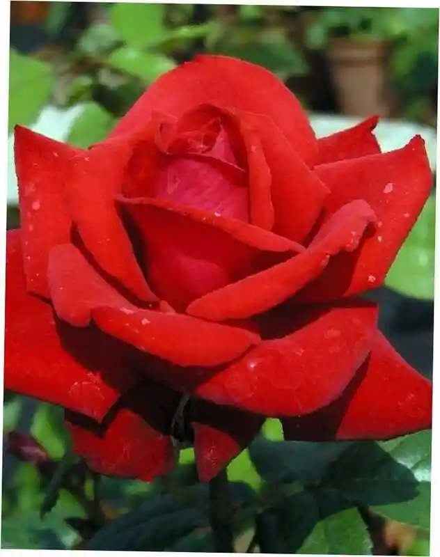 Роза чайно-гибридная гранд амор — роза чайно-гибридная кардинал