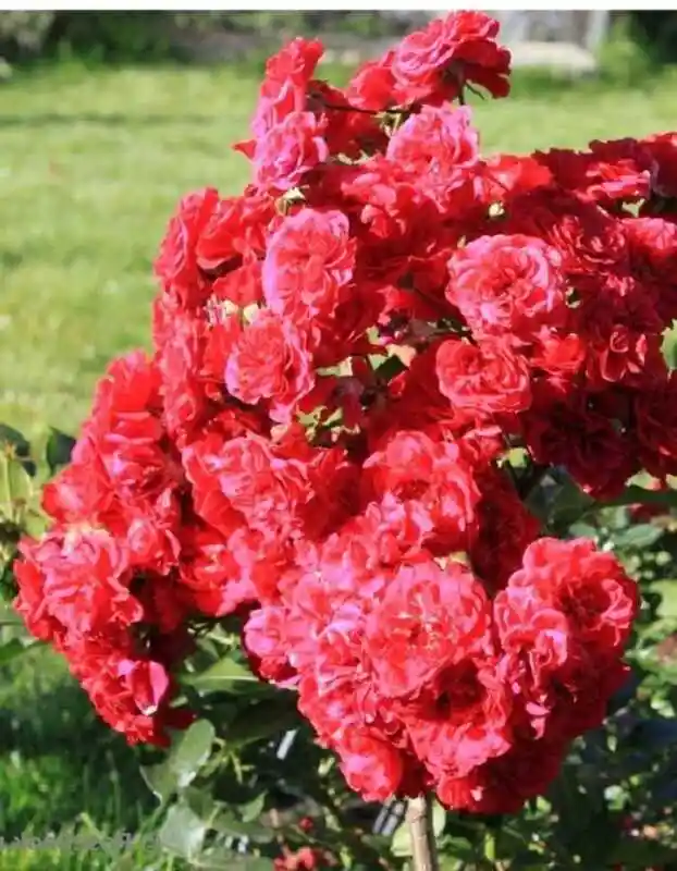 Роза шраб — роза скарлет мейяндекор
