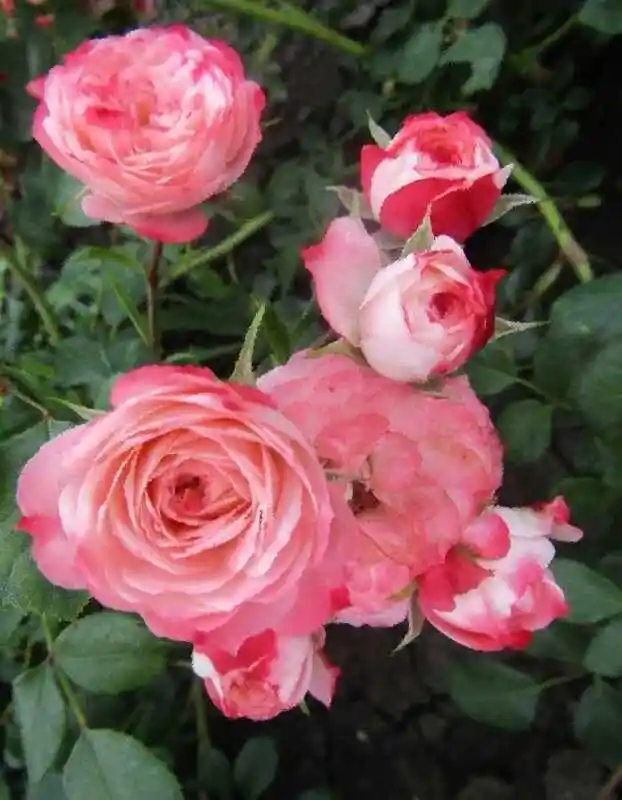 Роза флорибунда акрополис — роза антик плетистая