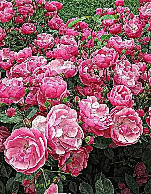 Роза флорибунда пинк — роза флорибунда анжела