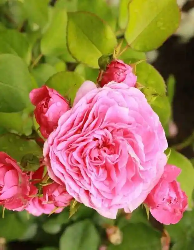 Роза флорибунда — Роза baronesse