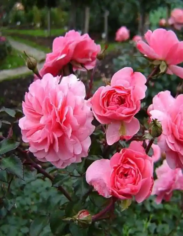 Роза флорибунда пинк — флорибунда