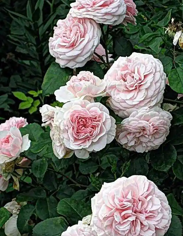 Роза английская — роза дэвида остина строберри хилл