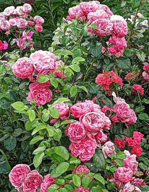 Роза розариум ютерсен — Роза флорибунда леонардо