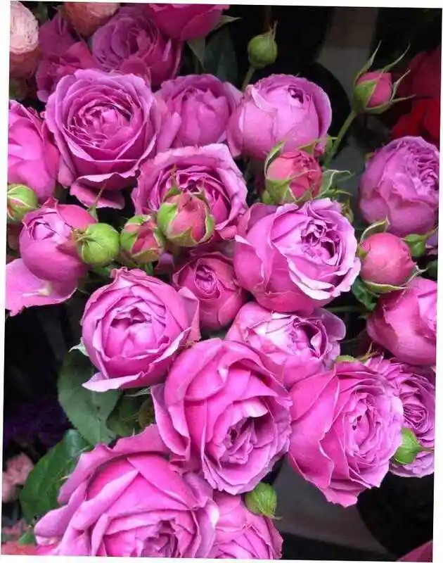 Роза кустовая леди бомбастик — роза флорибунда мисти бабблс