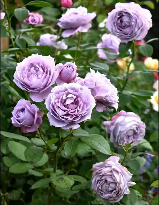 Роза плетистая индиголетта — флорибунда новалис