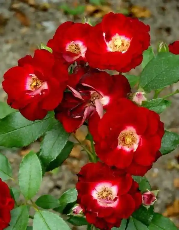 Роза патрик пуавр — Роза рамблинг роуз