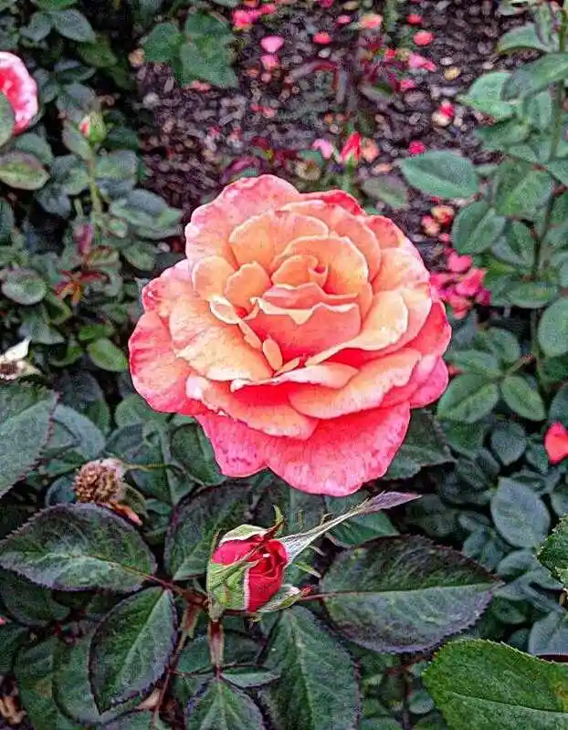 Роза спринт флорибунда — роза konigin der rosen