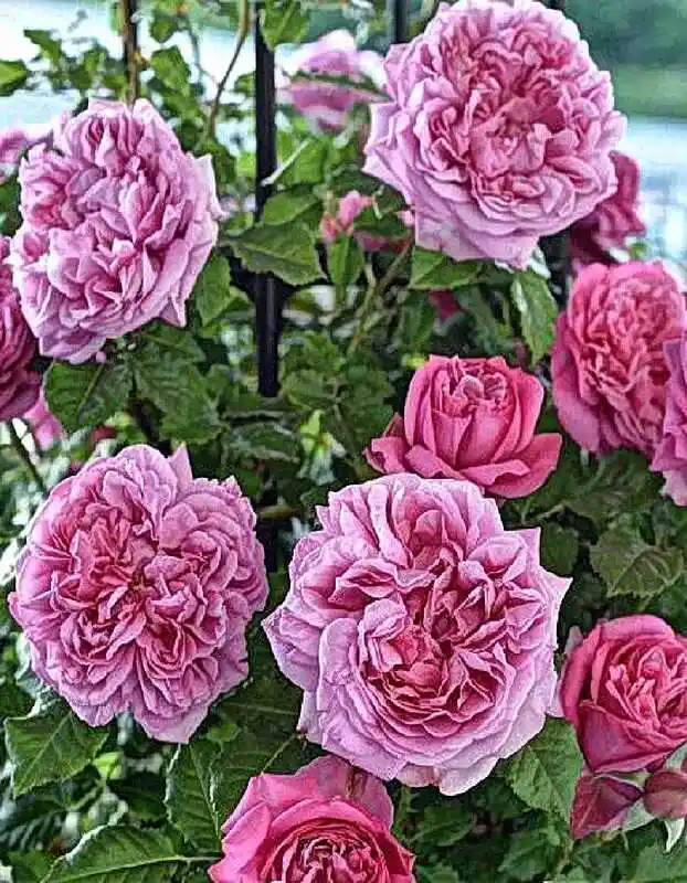 Помпадур pompadour роза — роза бьенвеню плетистая