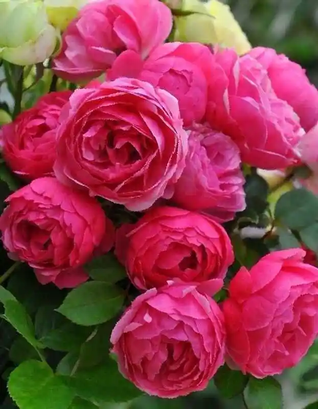 Роза флорибунда — роза флорентина плетистая