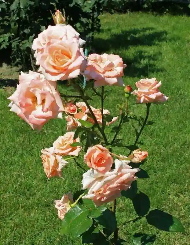 Роза кустовая — роза претти вумен