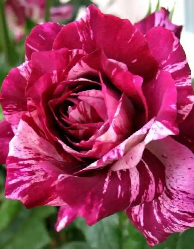 Роза пурпурный тигр — роза флорибунда перпл тайгер