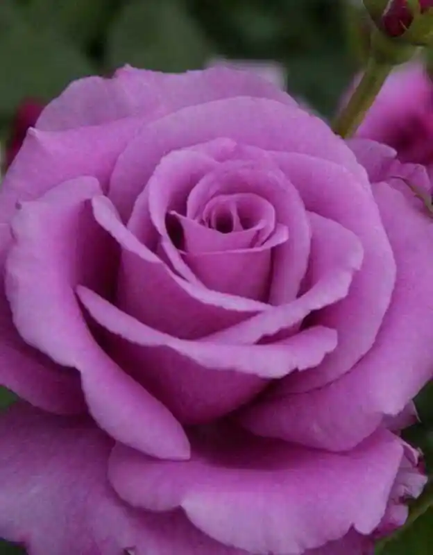 Роза шарль де голль — роза чайно гибридная