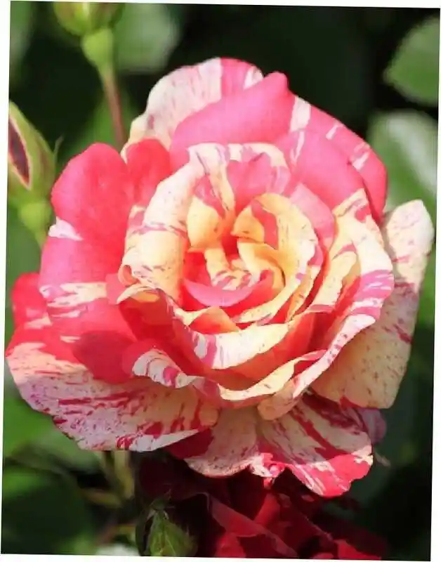 Роза флорибунда нина вейбул — роза броселианд
