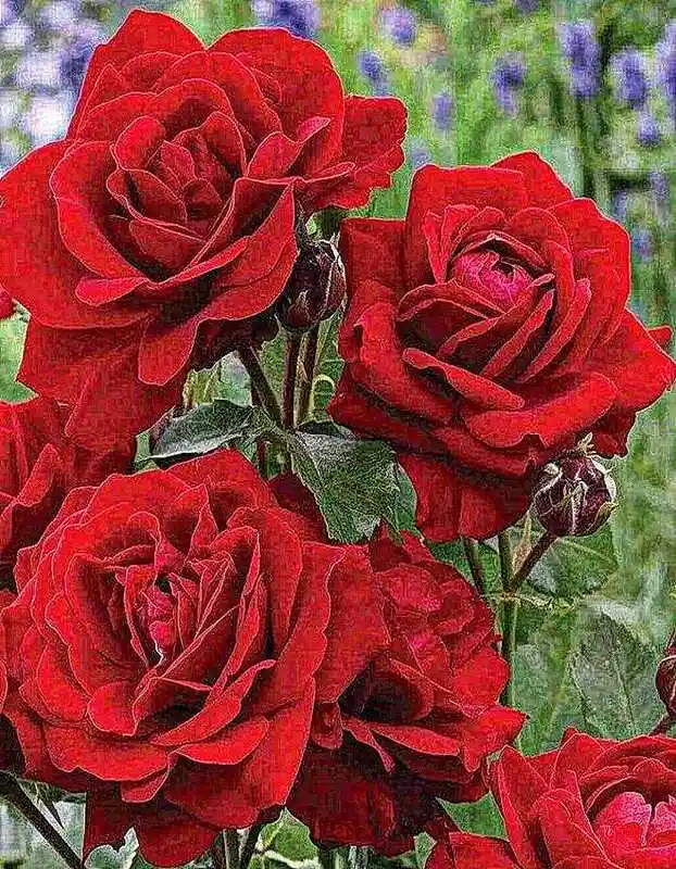 Роза флорибунда лили марлен — роза флорибунда стромболи