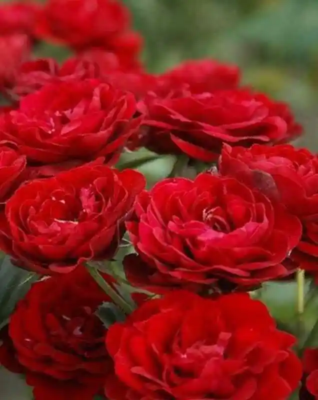 Роза флорибунда — роза флорибунда нина