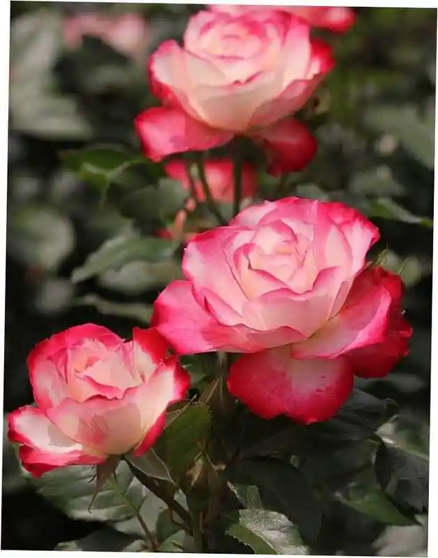 Роза жубиле дю принс де монако — роза флорибунда арифа