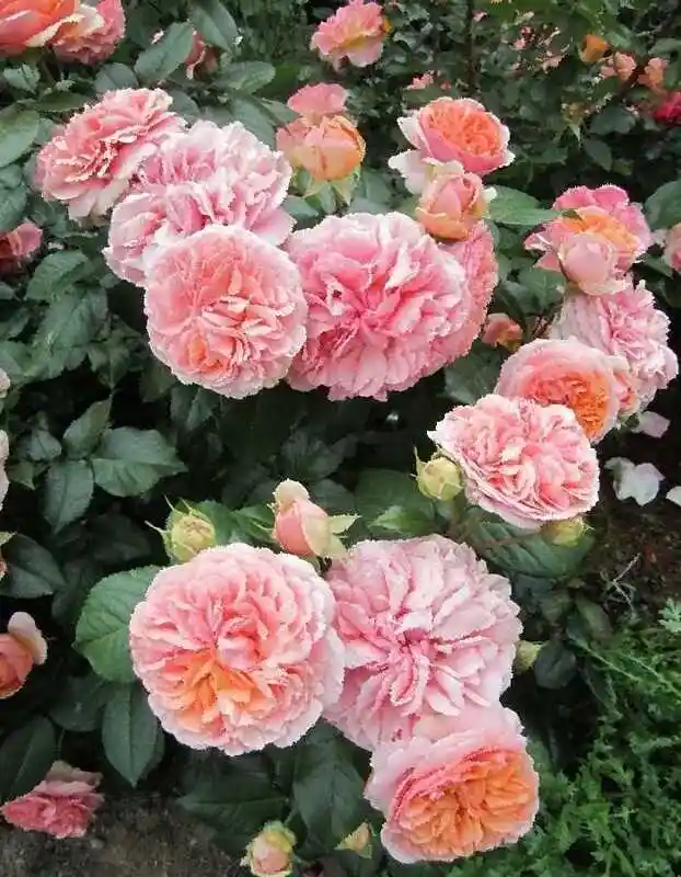 Роза кустарниковая чиппендейл — Роза чиппендейл