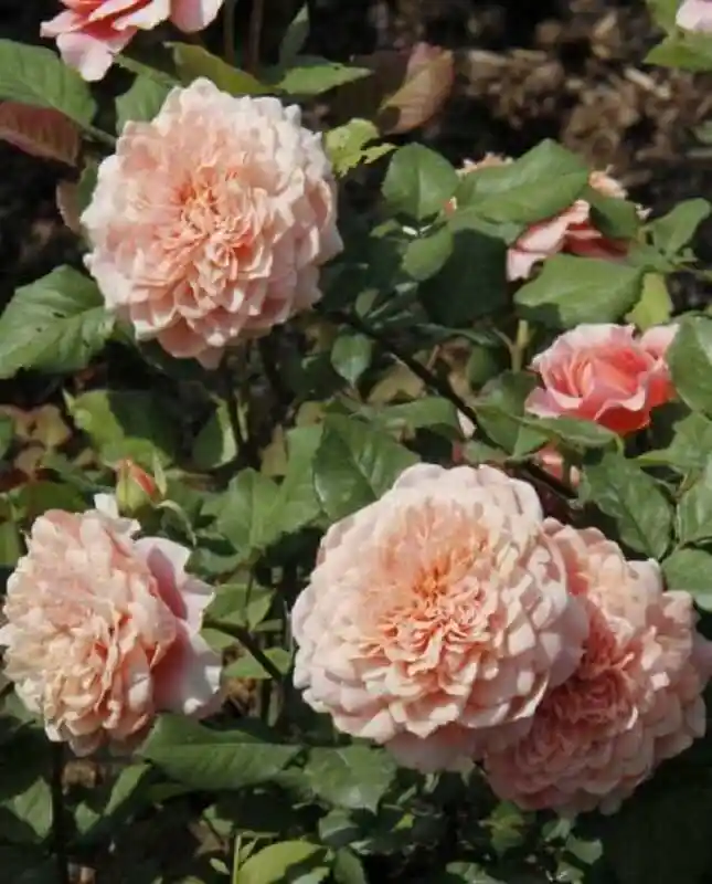 Роза чарльз остин — роза abraham darby
