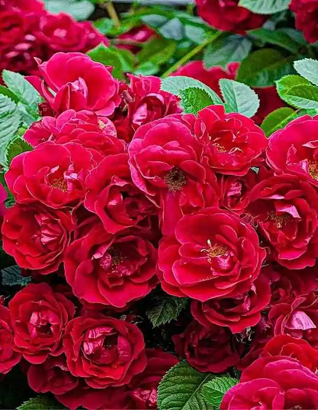 Роза ред фейри — флорибунда роза