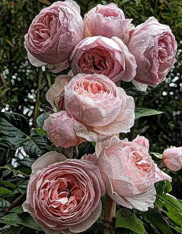 Роза английская — херитейдж роза остина