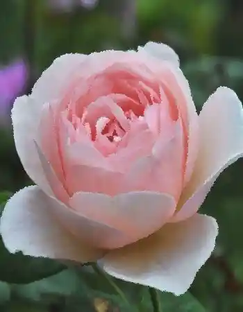 Роза остина херитаж — роза херитейдж