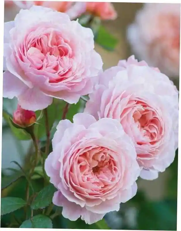 Роза флорибунда боника — роза э шропшир лэд