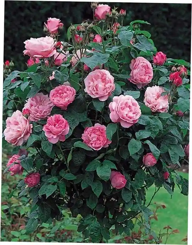 Роза флорибунда плей роуз — роза мэри роуз