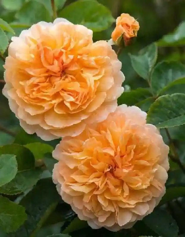 Роза английская кустовая — роза английская port sunlight