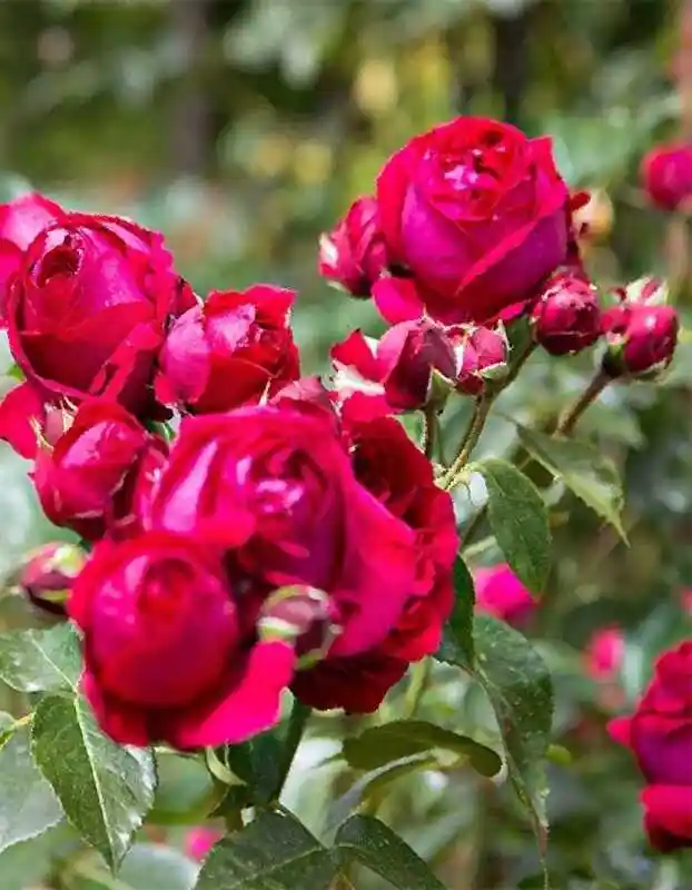Роза ред — роза ред эден роуз