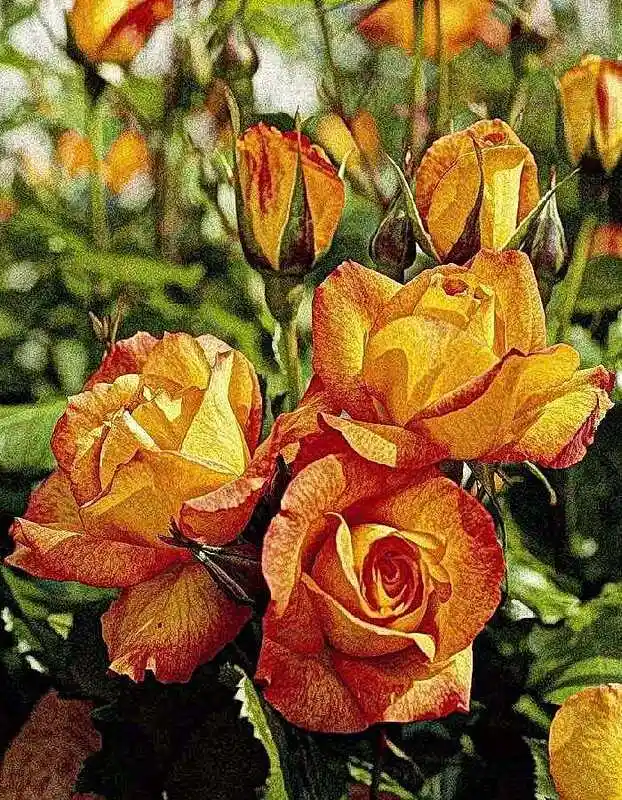 Чайно гибридные розы — роза сахара