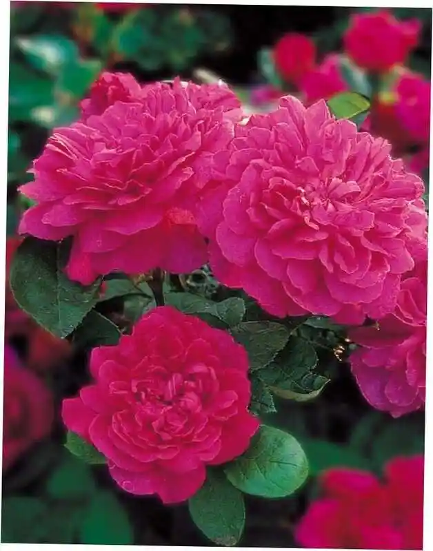 Роза софи роуз — роза sophy’s rose david austin