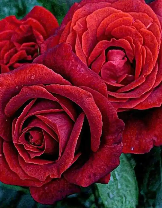 Розы — роза терракота чайно-гибридная