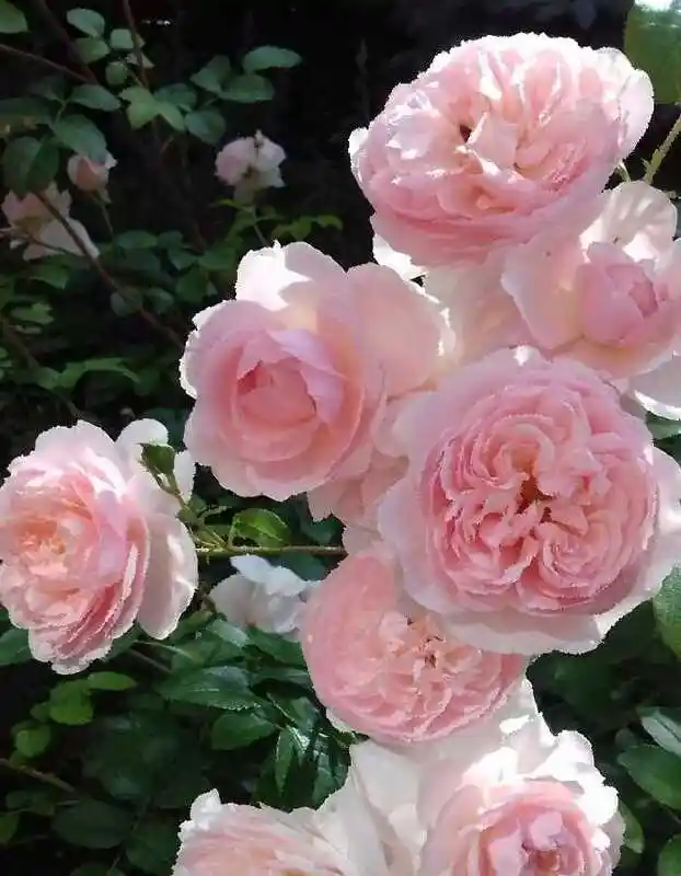 Роза клер роуз — нахема роза плетистая