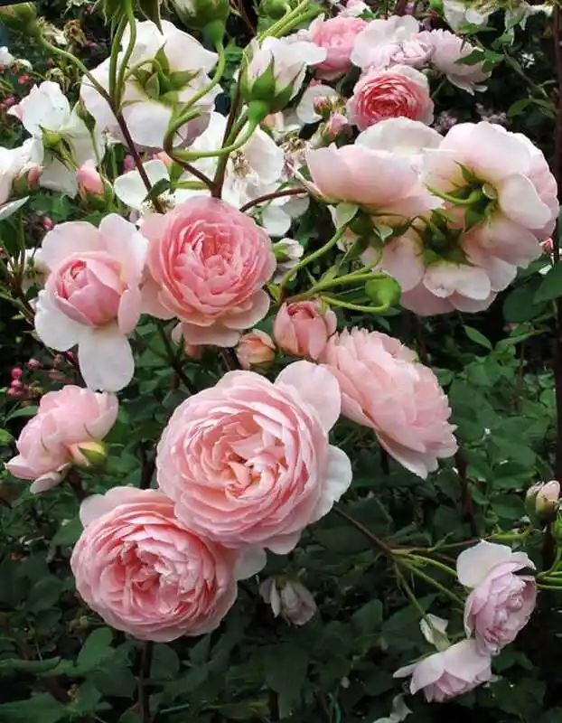 Роза кустовая — Роза плетистая