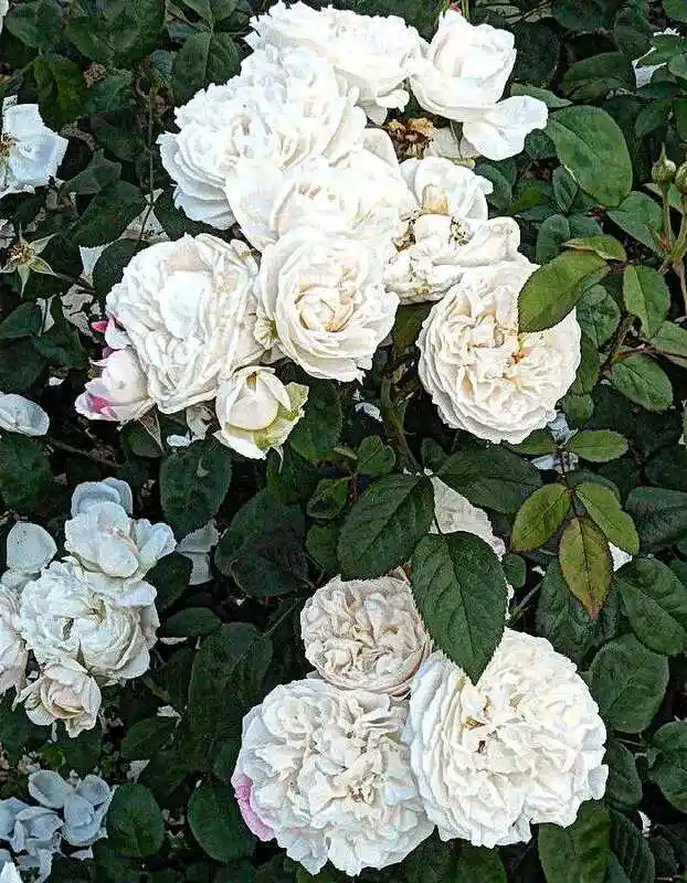 Роза кустовая винчестер кафедрал — роза кустовая
