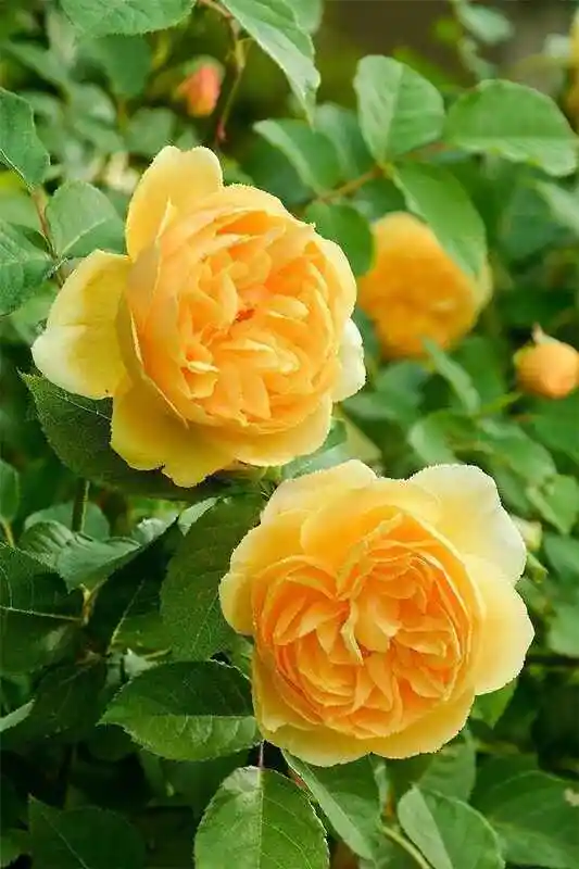 Роза плетистая голдстерн — голден селебрейшен роза