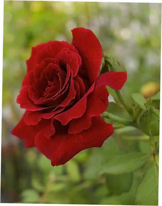 Розы красные — розы