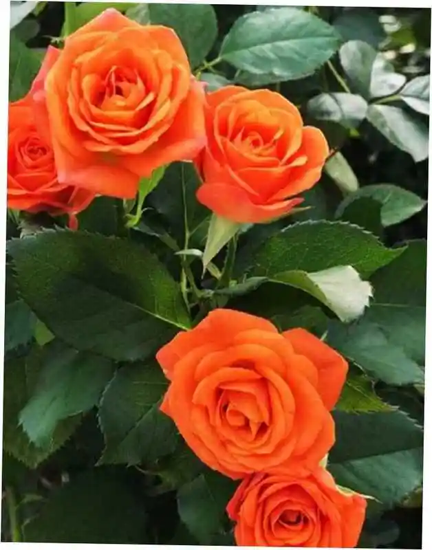 Роза флорибунда супер трупер — роза оранж