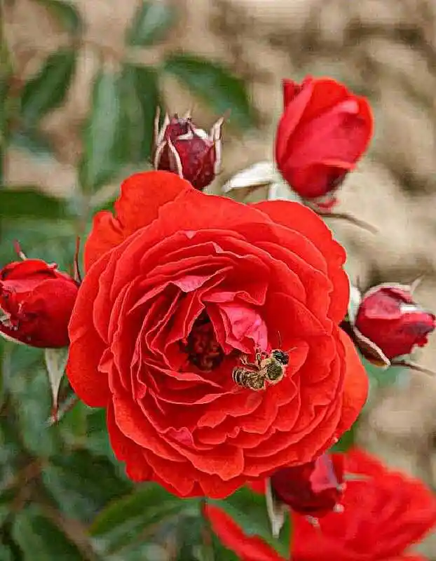 Флорибунда мона лиза — роза трампетер флорибунда